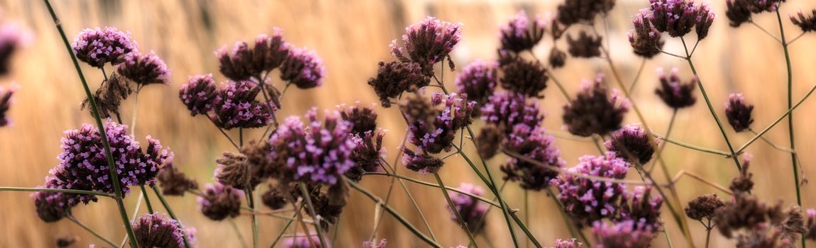 Tallaght Flowers 1920x600