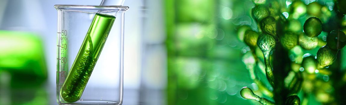 Green Chemistry and Biotechnology