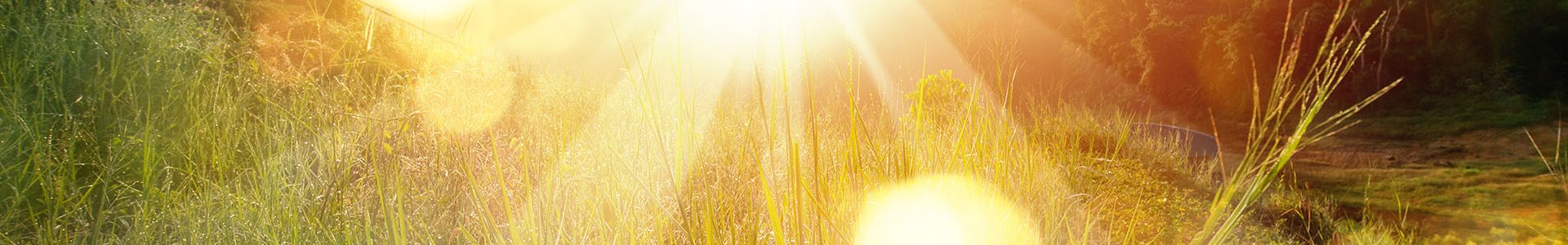 sun shining over a field