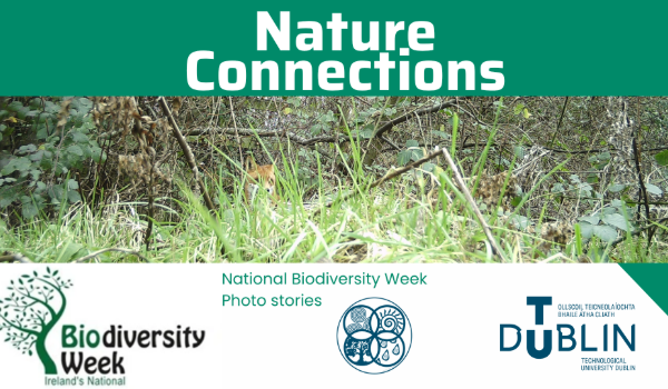 Photo of a fox taken in TU Dublin to promote photo competition