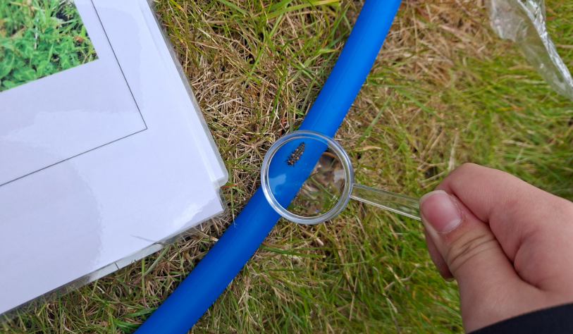 Magnifying glass showing and insect