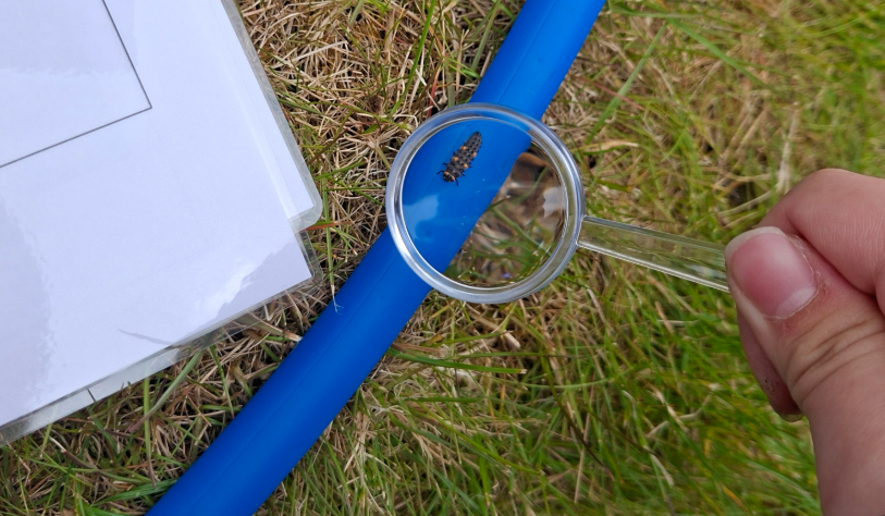 Student's hand holding a magnifying glass over a ladybird larvae