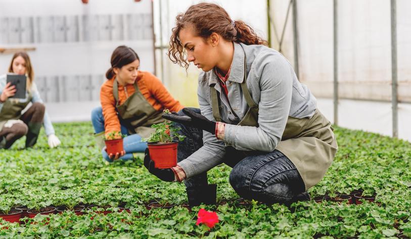 Horticulturists in greenhouse